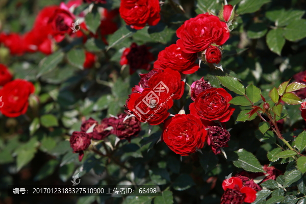 玫瑰花