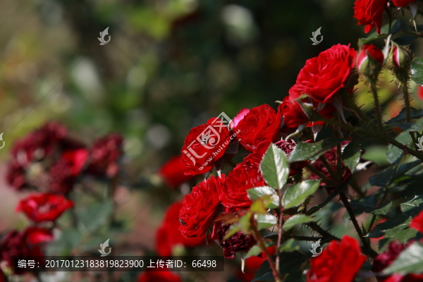玫瑰花
