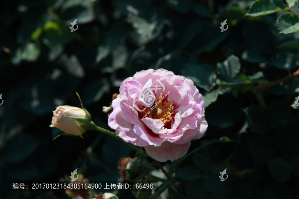 玫瑰花
