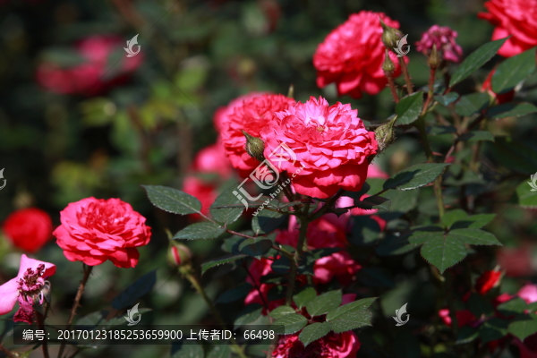 玫瑰花