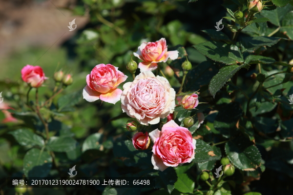 玫瑰花