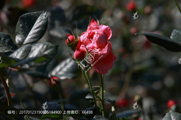 玫瑰花