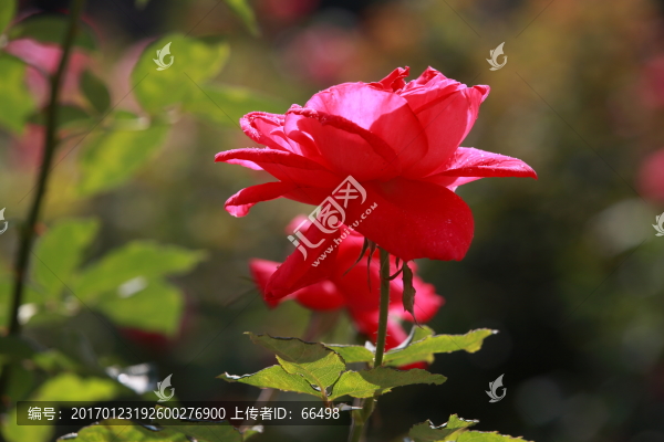 玫瑰花
