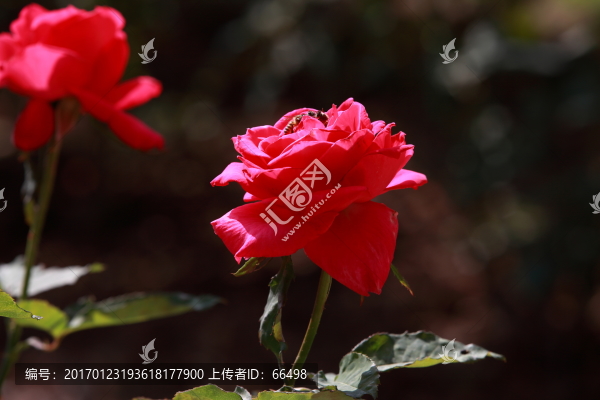 玫瑰花