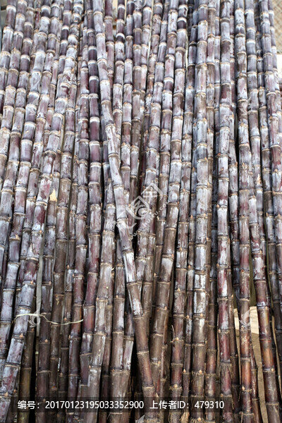 甘蔗,食品,原料,制糖,植物