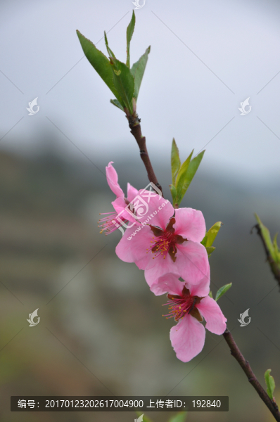 桃花開