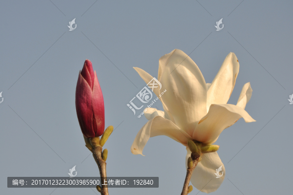 玉蘭花-匯圖網(wǎng) www.fosd68.com 玉蘭花