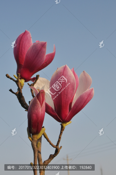 玉蘭花