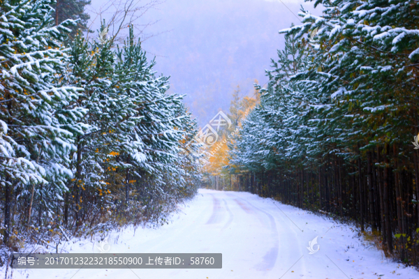 秋林雪路