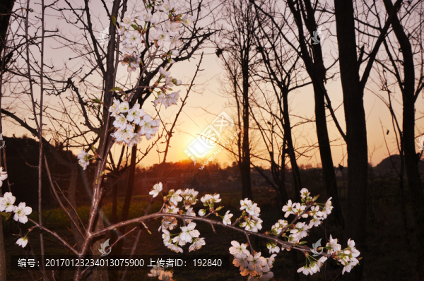 紅日0