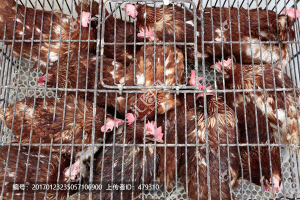 雞,過年雞貨,食品,笨雞,小雞