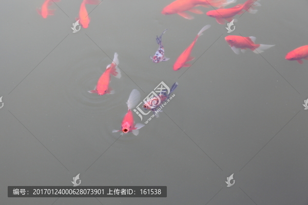 水池中公園里的觀賞魚