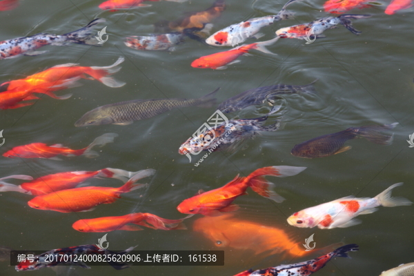 池塘中的觀賞魚