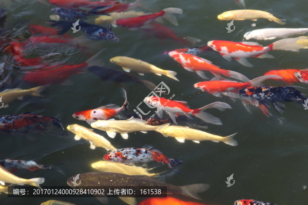 池塘中的觀賞魚