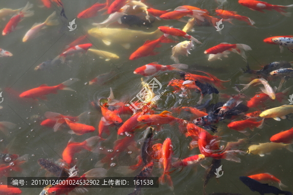 池塘中的觀賞魚