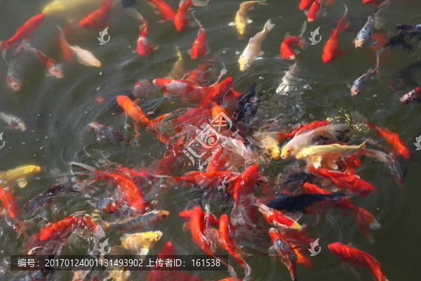 池塘中的觀賞魚