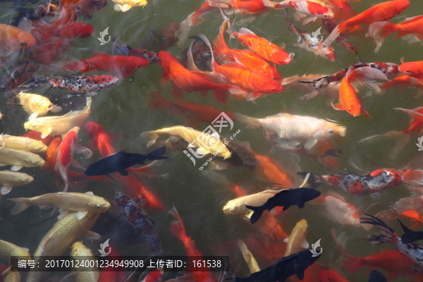 池塘中的觀賞魚
