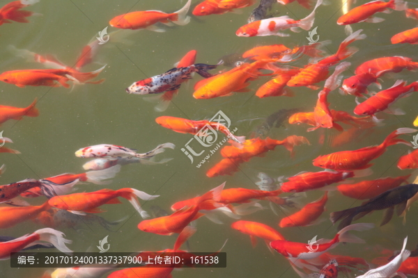 池塘中的觀賞魚
