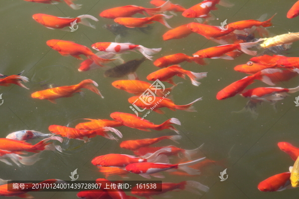 池塘中的觀賞魚(yú)