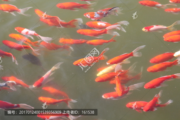 池塘中的觀賞魚