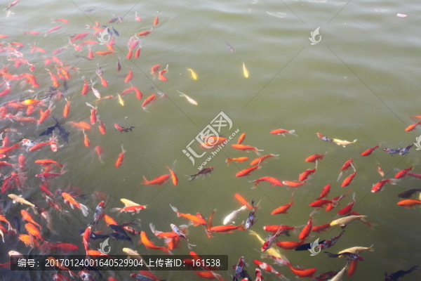 池塘中的觀賞魚