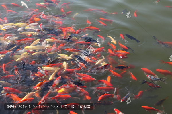 池塘中的觀賞魚