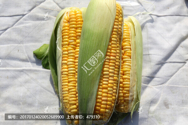 玉米,包米,糧食,苞米,豐收