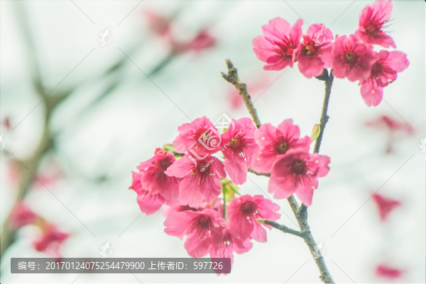 櫻花