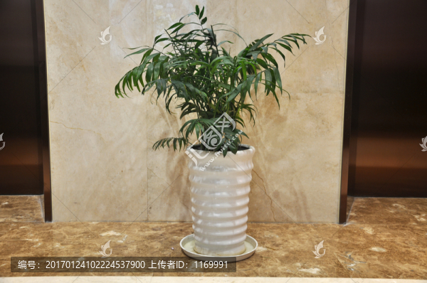 綠色物植