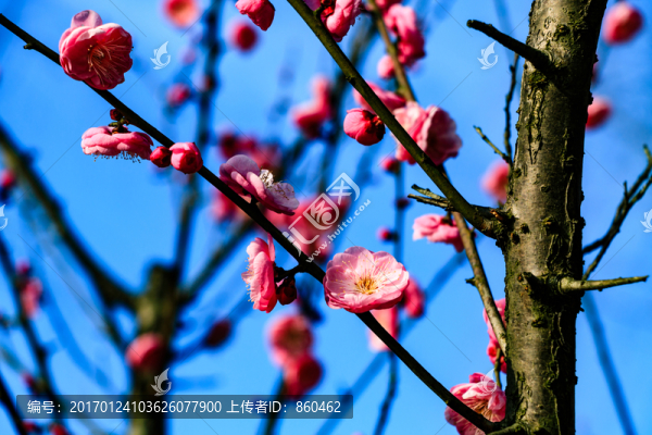 冬天梅花,花卉,春天花朵,枝條-匯圖網(wǎng) www.fosd68.com 冬天梅花,花卉,春天花朵,枝條