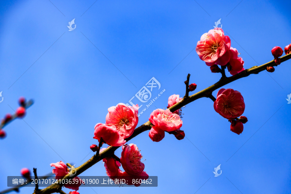 冬天梅花,花卉,春天花朵,枝條