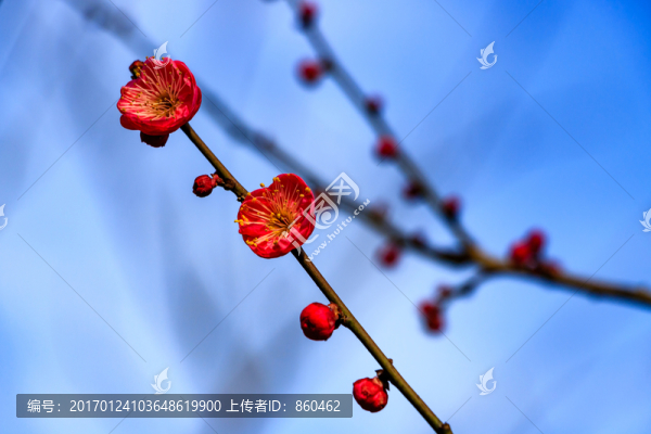 冬天梅花,花卉,春天花朵,枝條