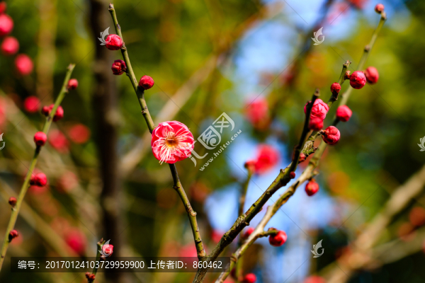 冬天梅花,花卉,春天花朵,枝條