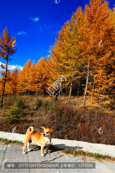 崇禮秋色-匯圖網(wǎng) www.fosd68.com 崇禮秋色