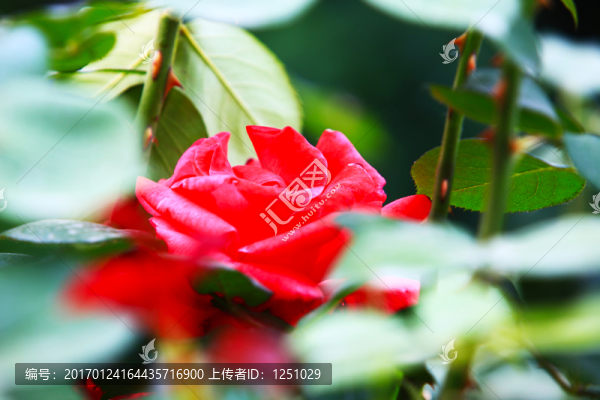 七彩月季