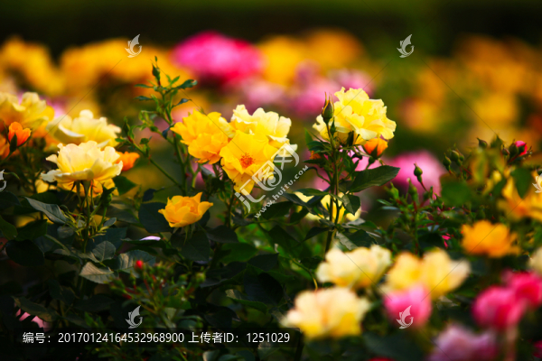 七彩月季