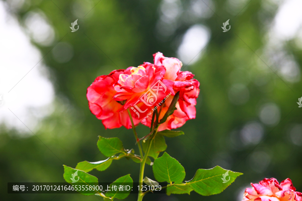 七彩月季