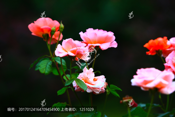 七彩月季