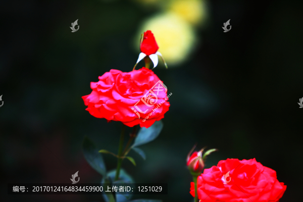 七彩月季