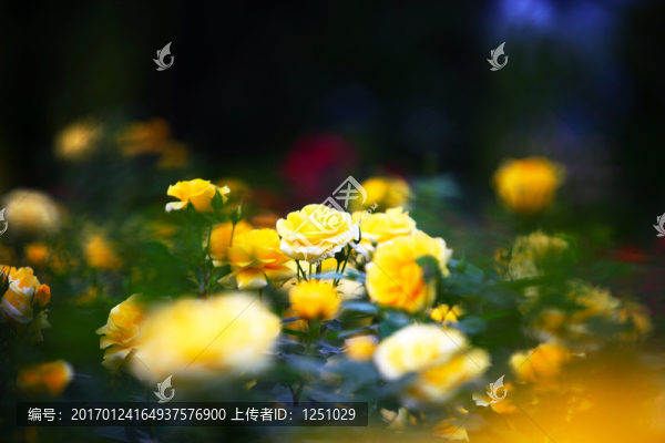 七彩月季