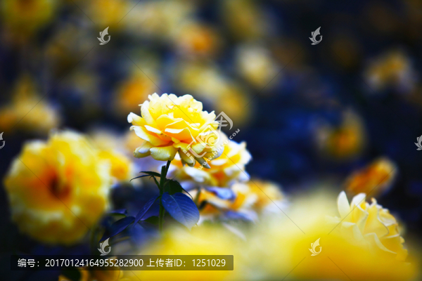七彩月季