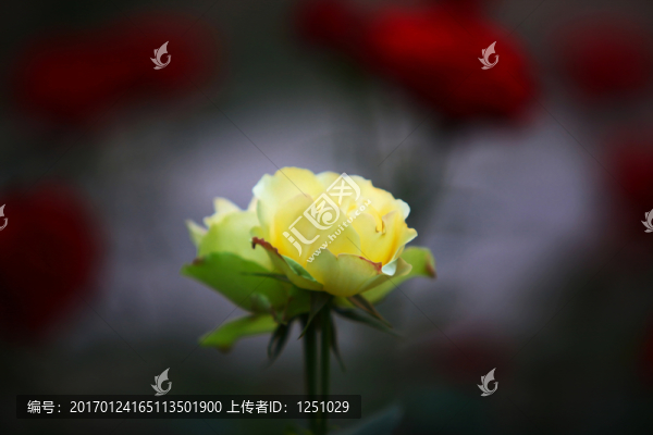 七彩月季
