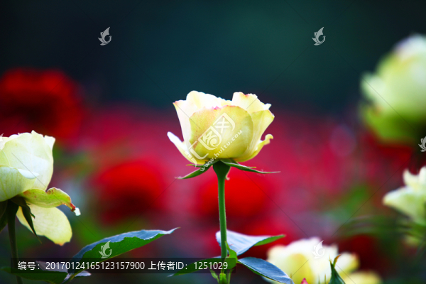 七彩月季