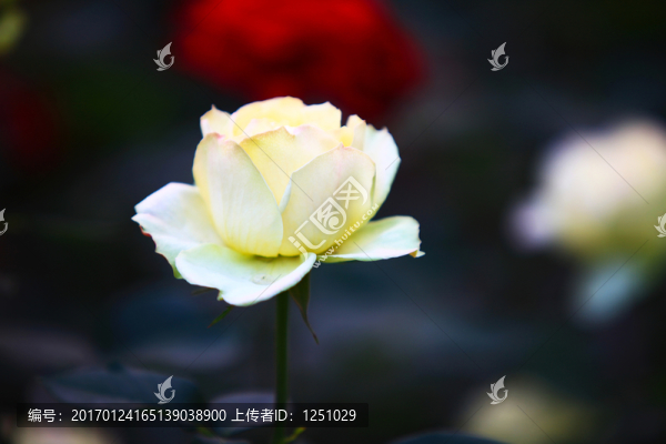 七彩月季