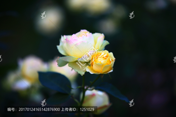 七彩月季