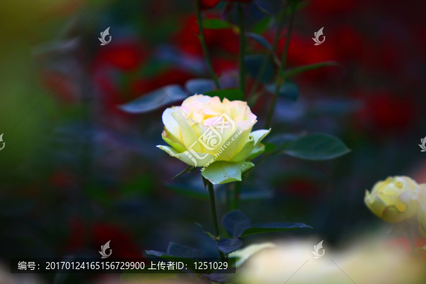 七彩月季-匯圖網(wǎng) www.fosd68.com 七彩月季