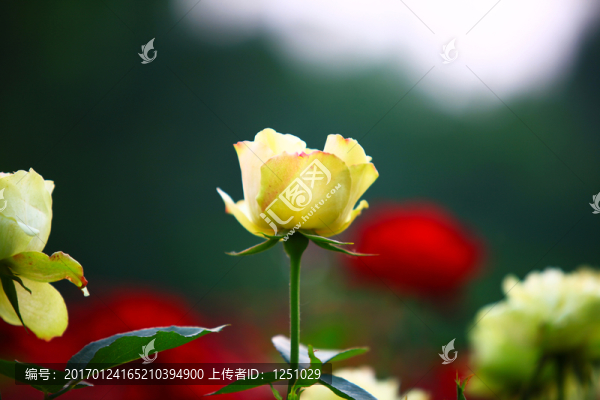 七彩月季