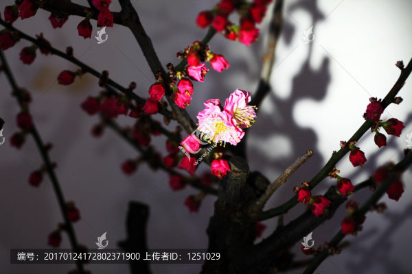 臘梅鬧春