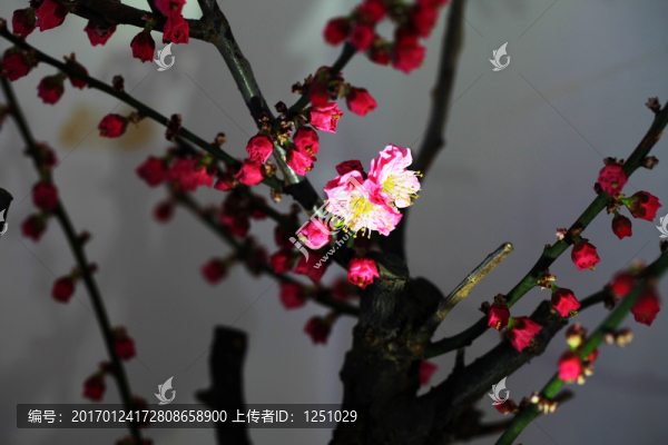臘梅鬧春