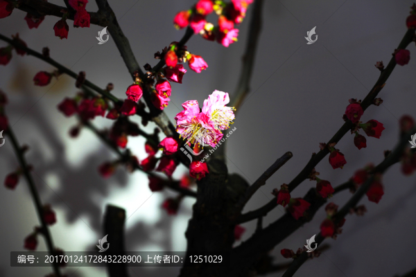 臘梅鬧春